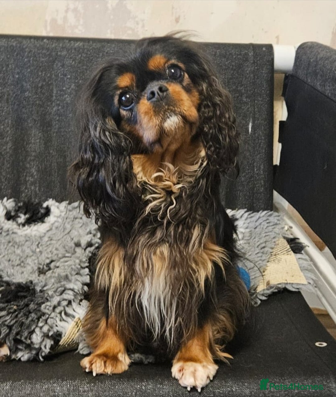 Cavalier King Charles Spaniel dogs for sale: KC Reg Black & Tan Cavalier Girl Puppies  - Image 10