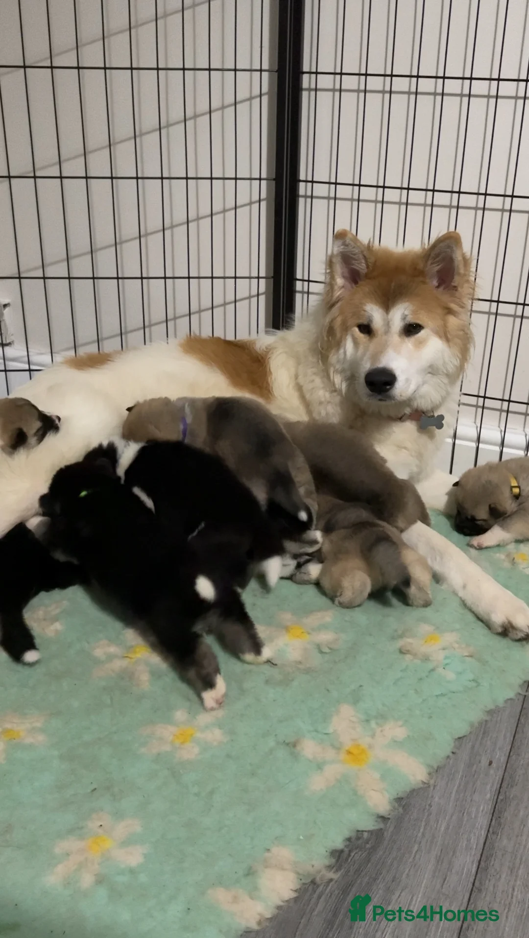 Huskita dogs for sale: FULLY VACCINATED Huskita Puppies 🤍 LAST 2 - Advert 17