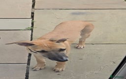 Mixed Breed dogs for sale: 6 month old male bred from working stock. - Image 6