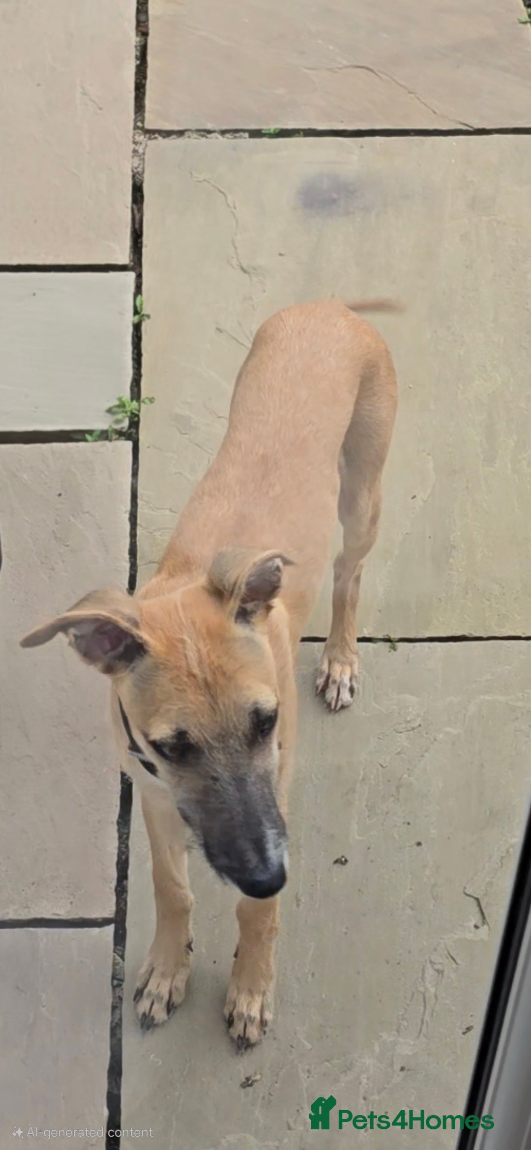 Mixed Breed dogs for sale: 6 month old male bred from working stock. - Image 6