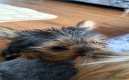 Yorkshire Terrier dogs for sale: Miniature yorkshire terrier  - Image 5