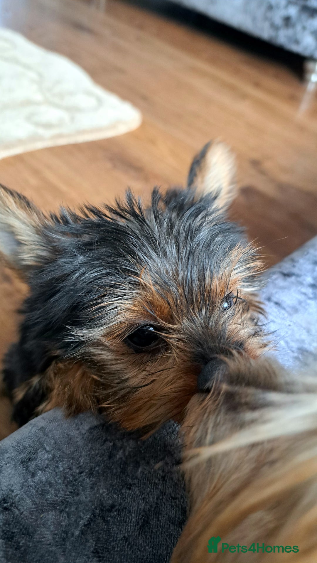 Yorkshire Terrier dogs for sale: Miniature yorkshire terrier  - Image 5