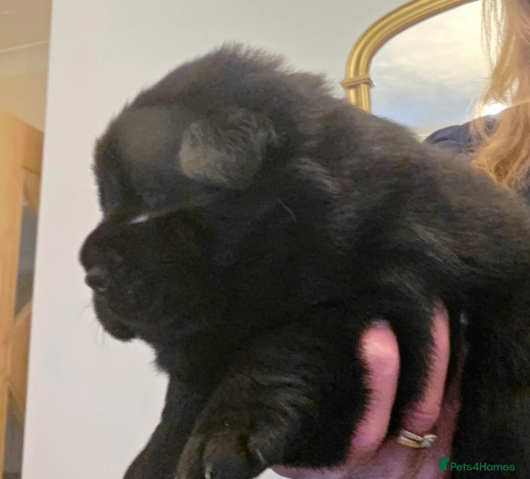 Mixed Breed dogs for sale: Gorgeous Chowador Puppies  - Advert 9