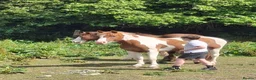 Dartmoor horses for sale: Dartmoor hill pony - Advert 4