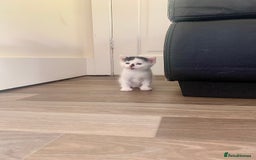 Mixed Breed cats for sale: Harlequin Mixed Breed Kittens  - Image 4