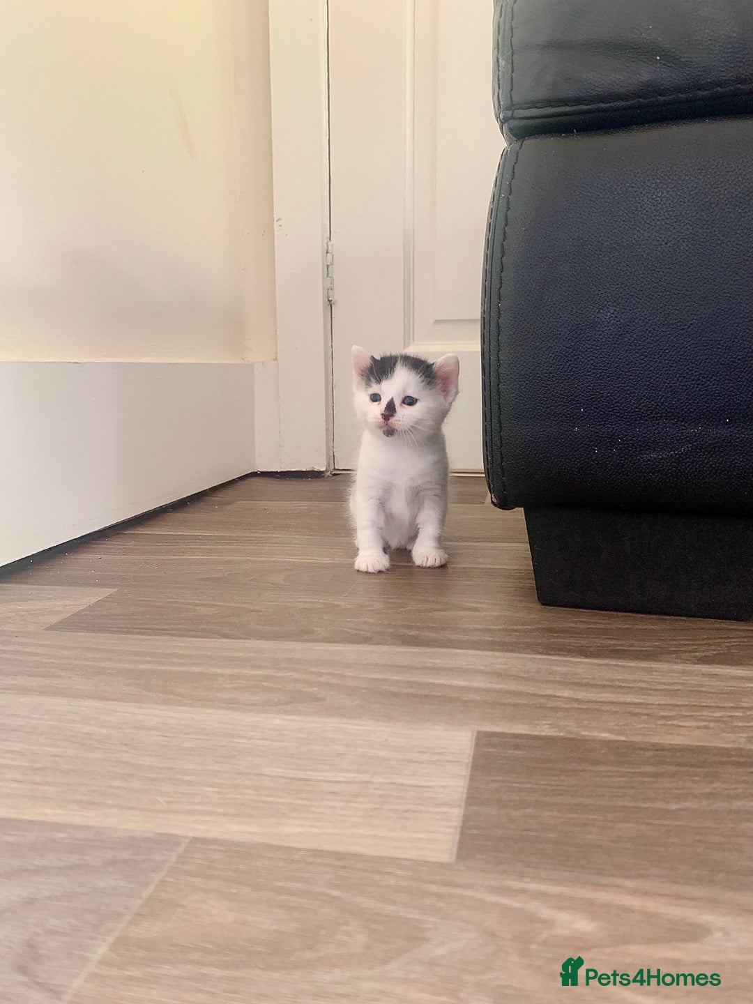 Mixed Breed cats for sale: Harlequin Mixed Breed Kittens  - Image 4