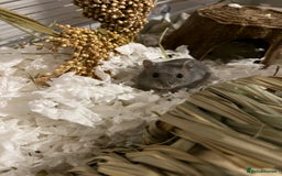 Hamster rodents for sale: Russian Dwarf Hamster Male 12 weeks - Image 6