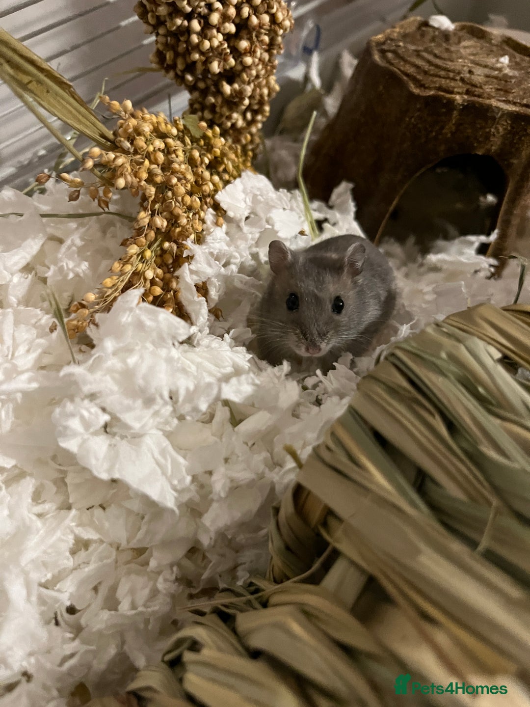 Hamster rodents for sale: Russian Dwarf Hamster Male 12 weeks - Image 6