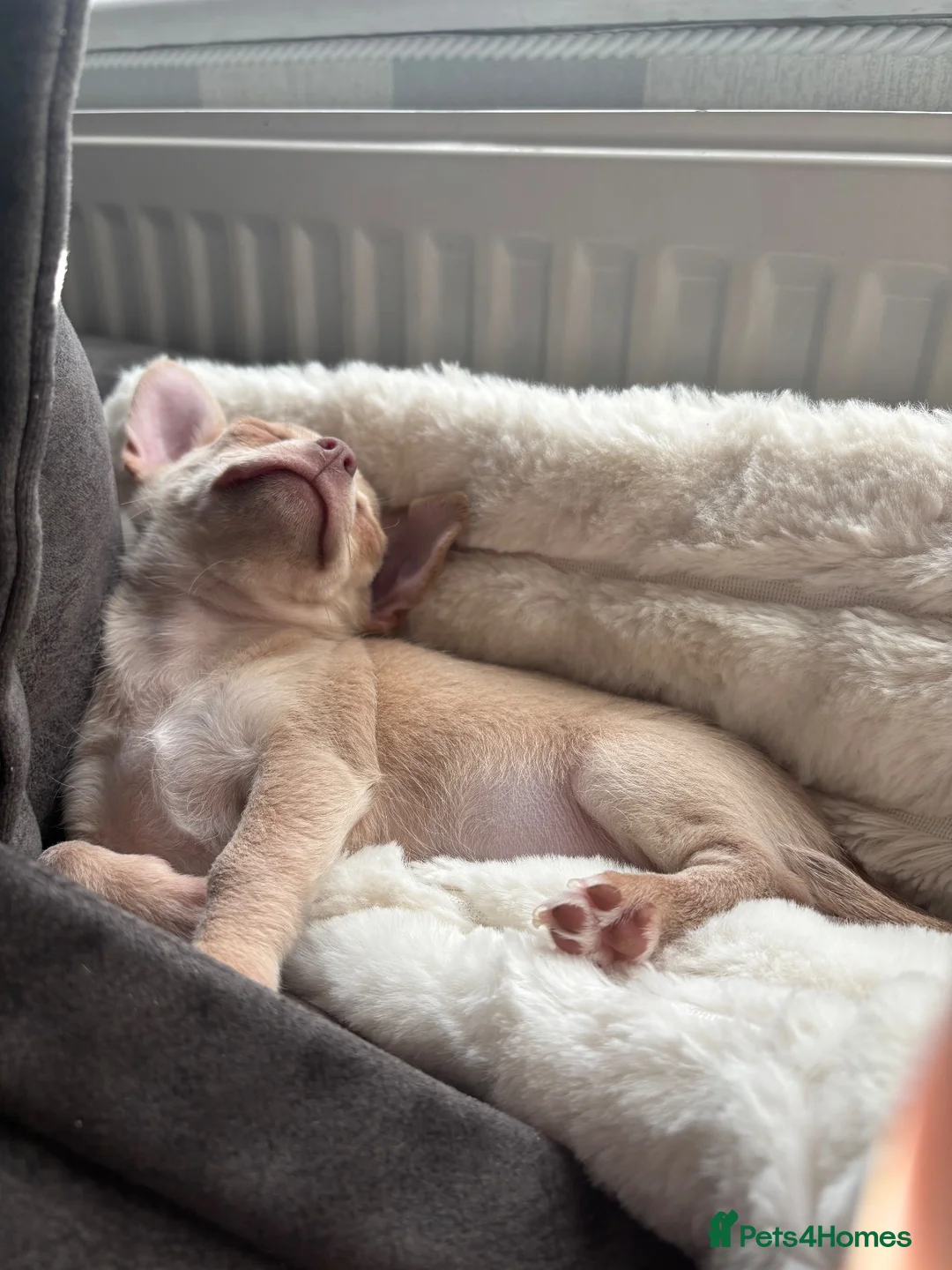 Chihuahua dogs for sale: Beautiful chihuahua boy  - Advert 2