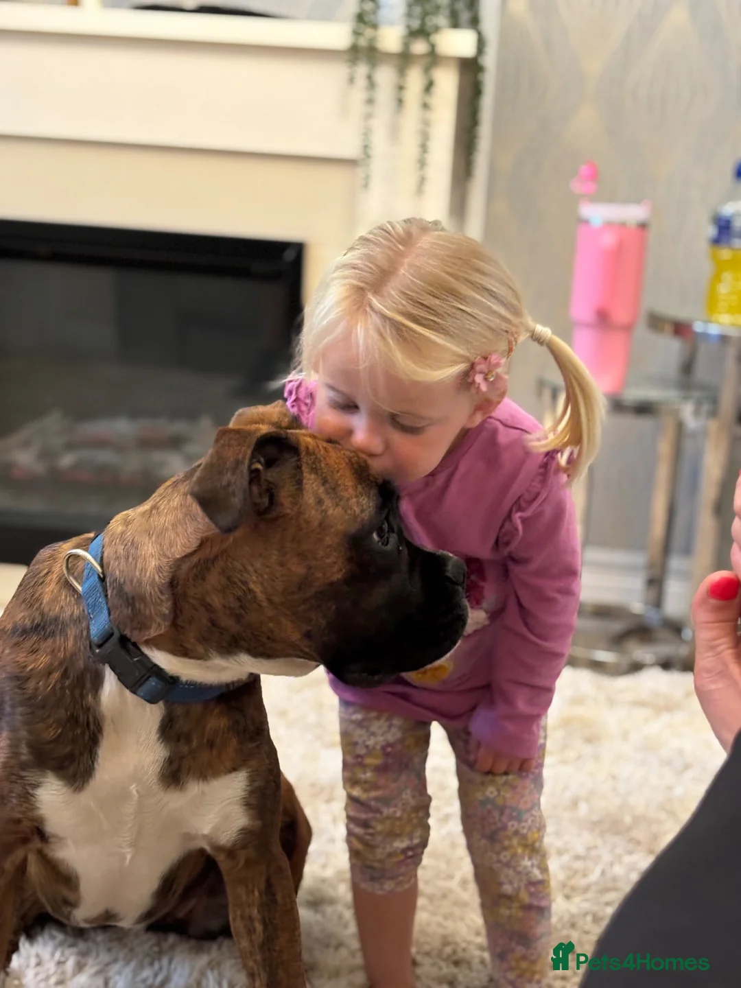 Boxer dogs for sale: Gorgeous Boxer Babies  - Advert 1