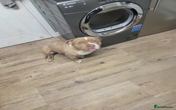 American Bully dogs for sale: 7 month merl pocket bully  - Image 5