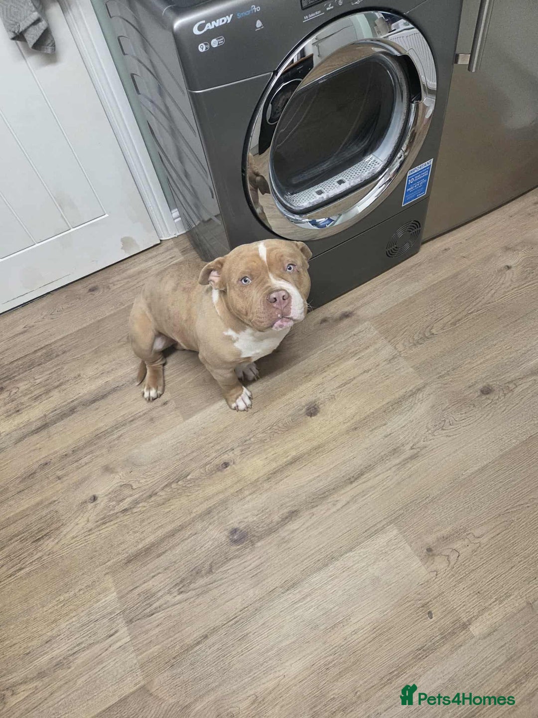 American Bully dogs for sale: 7 month merl pocket bully  - Image 5