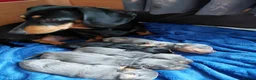 Miniature Dachshund dogs for sale: Miniature Daschund puppies  - Advert 6