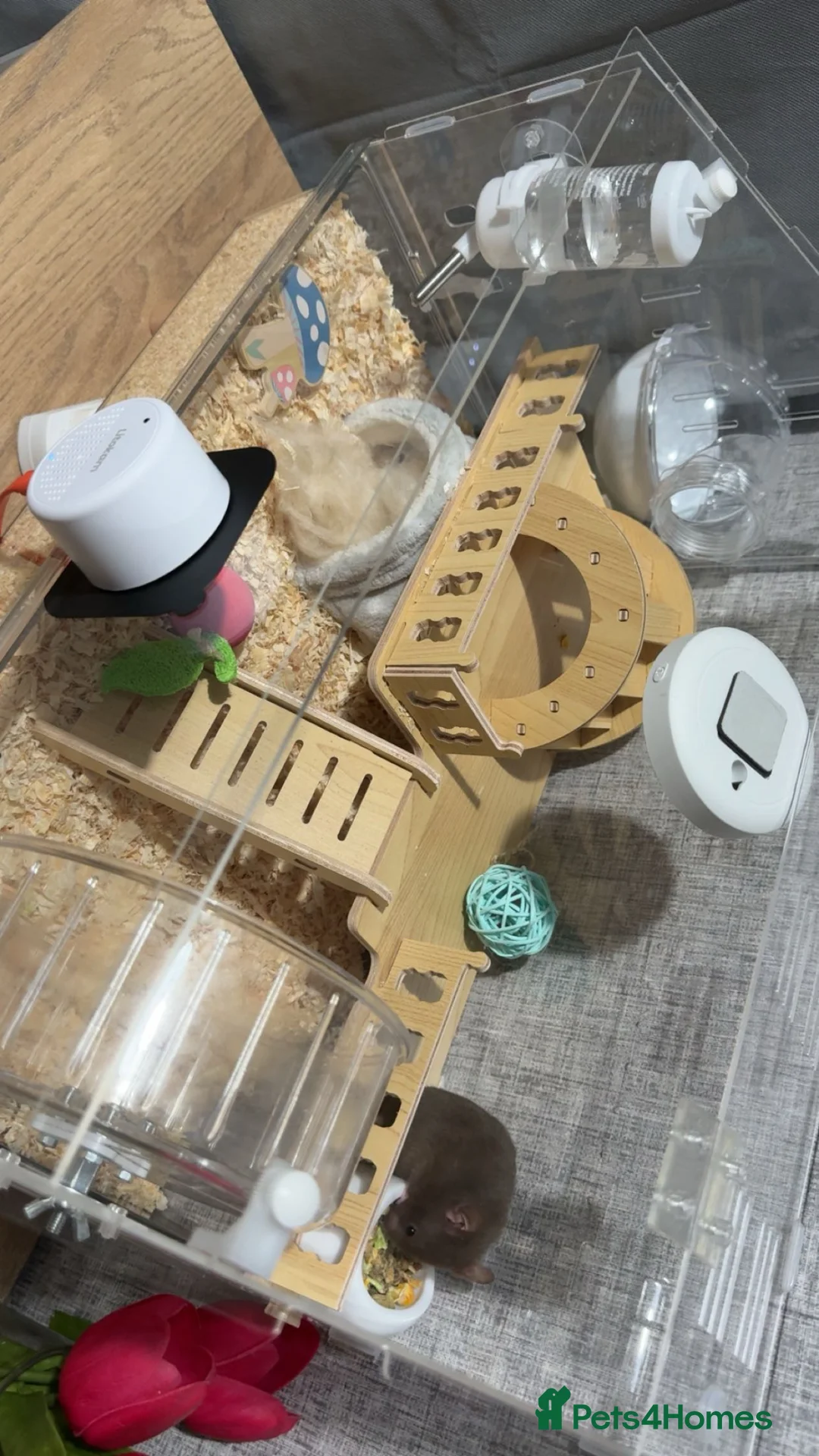 Hamster rodents for sale: Brown female hamster  - Advert 2