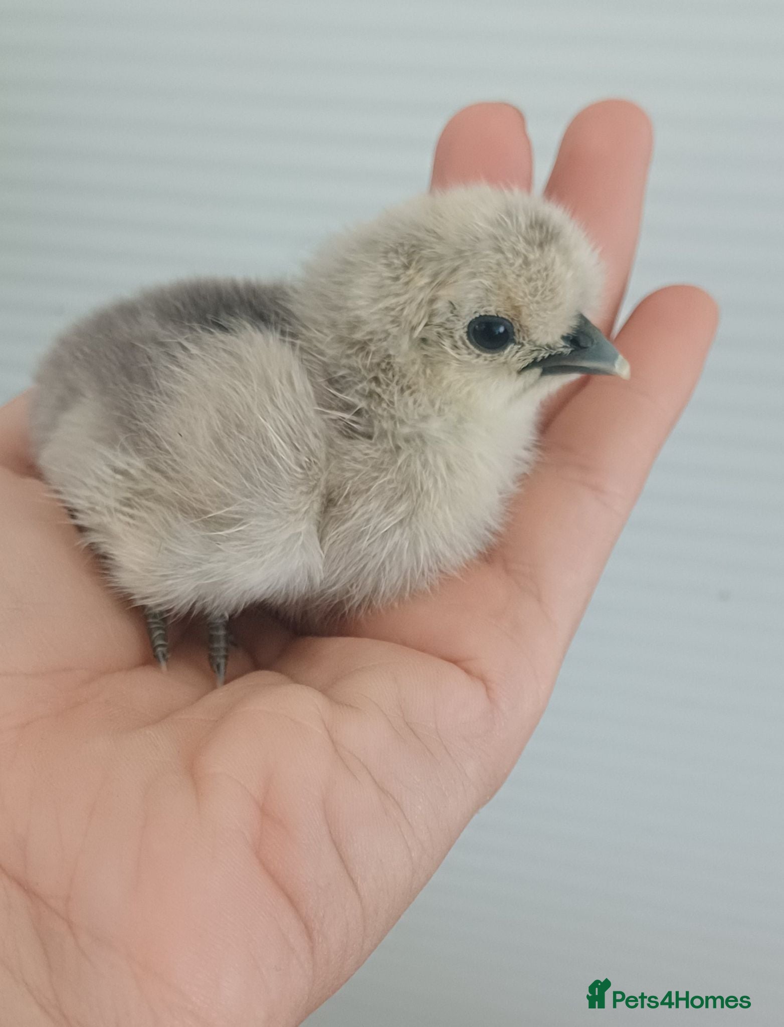 Chickens poultry Silkie chicks, hatching eggs & cockerels available - Advert 1
