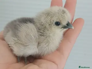 Chickens poultry Silkie chicks, hatching eggs & cockerels available - Advert 1