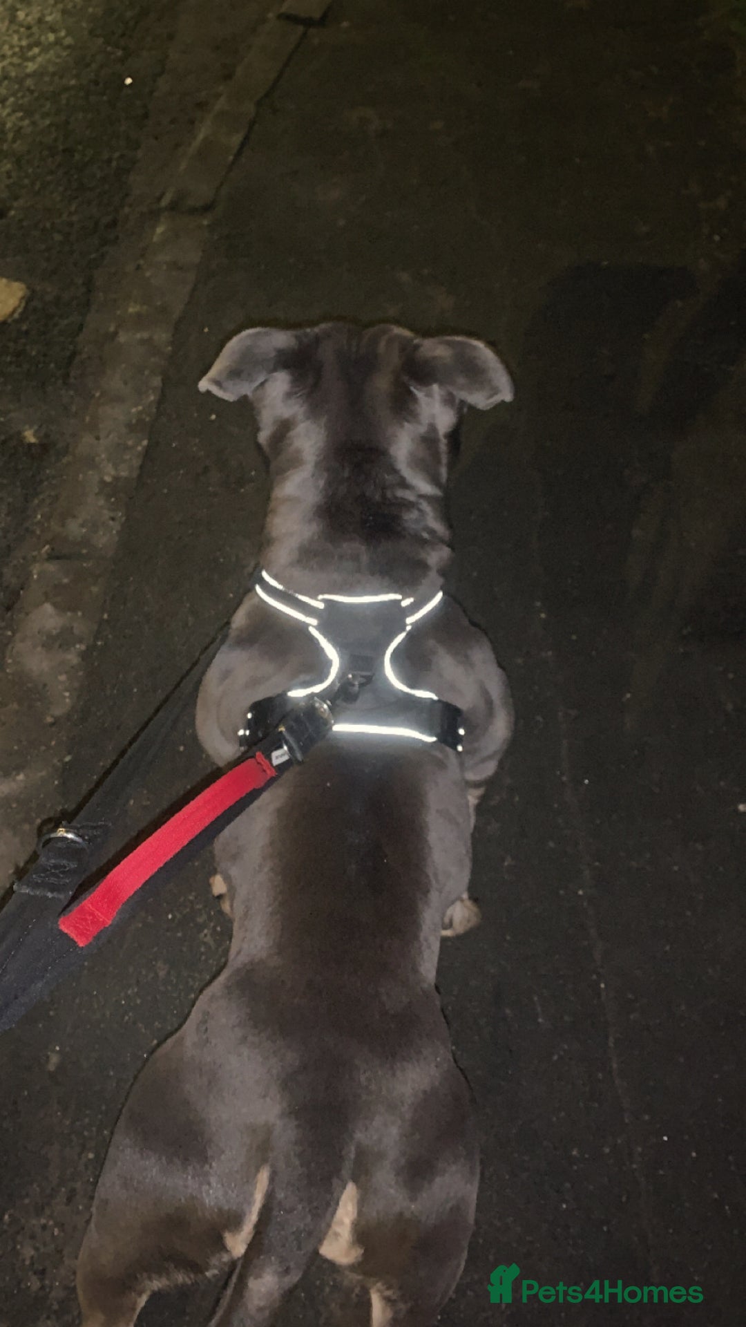 Mixed Breed dogs for sale: Pocket Bully male  - Advert 3