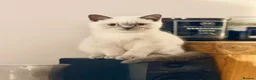 British Shorthair cats for sale: British Shorthair Kittens (available now) - Advert 6