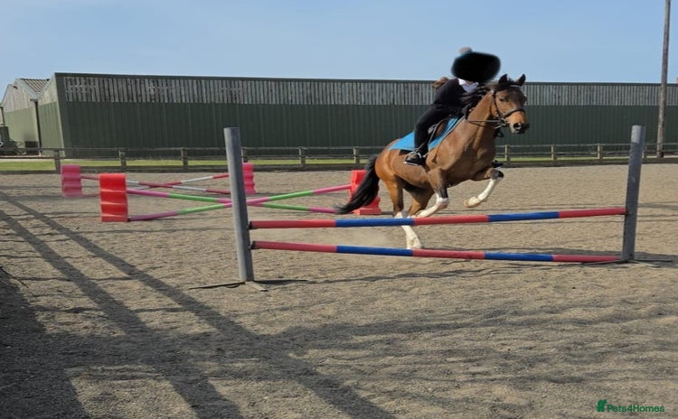 Riding pony horses - Advert 1