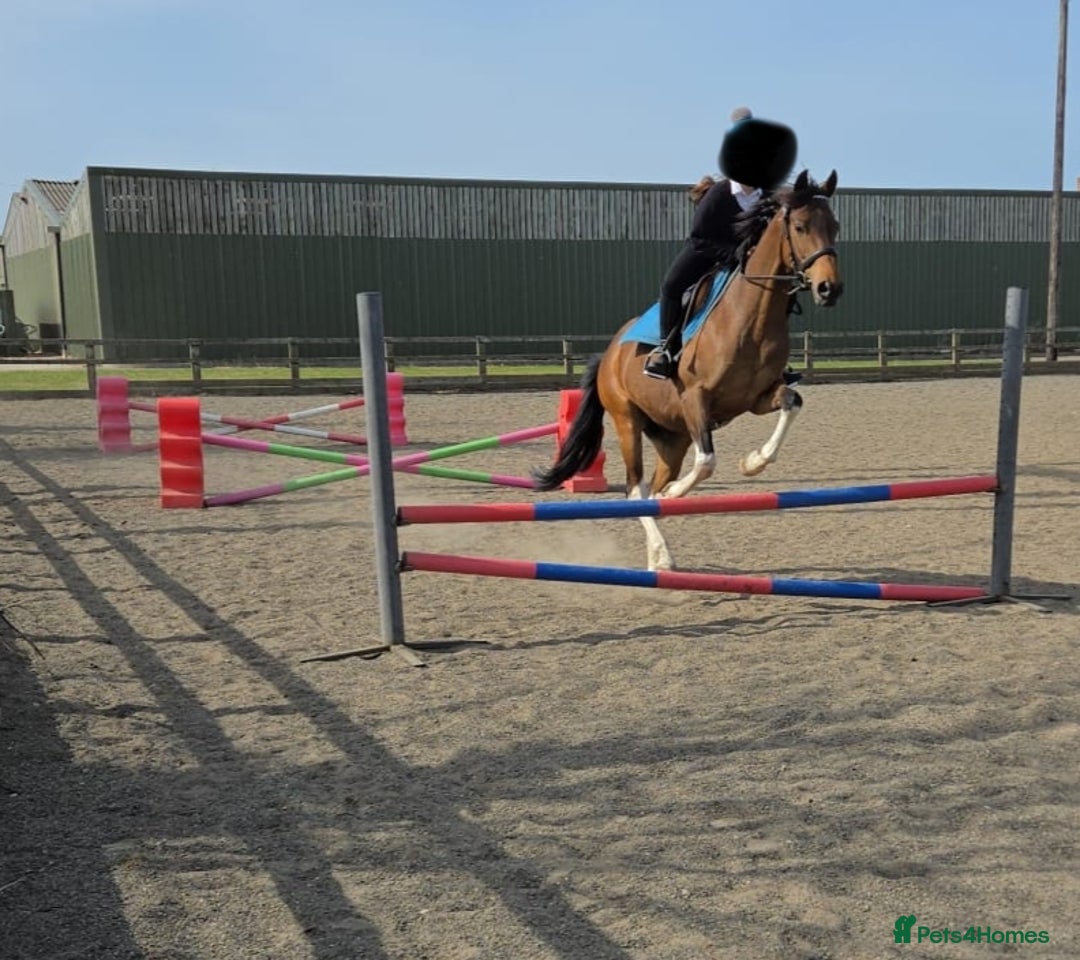 Riding pony horses for sale: 14.2hh 8 year old Gelding  - Image 1