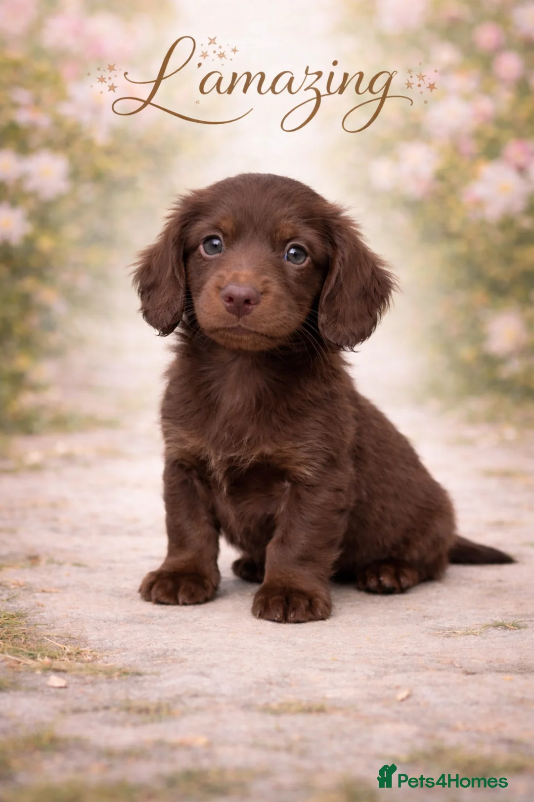 Miniature Dachshund dogs for sale: 5* L/H mini reg carrying cream vet approved pups - Advert 18