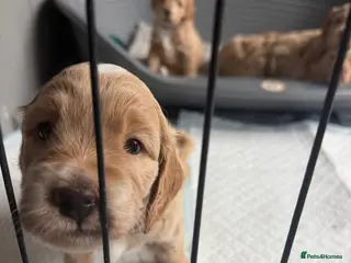 Cockapoo dogs 8 beautiful puppies - Advert 13