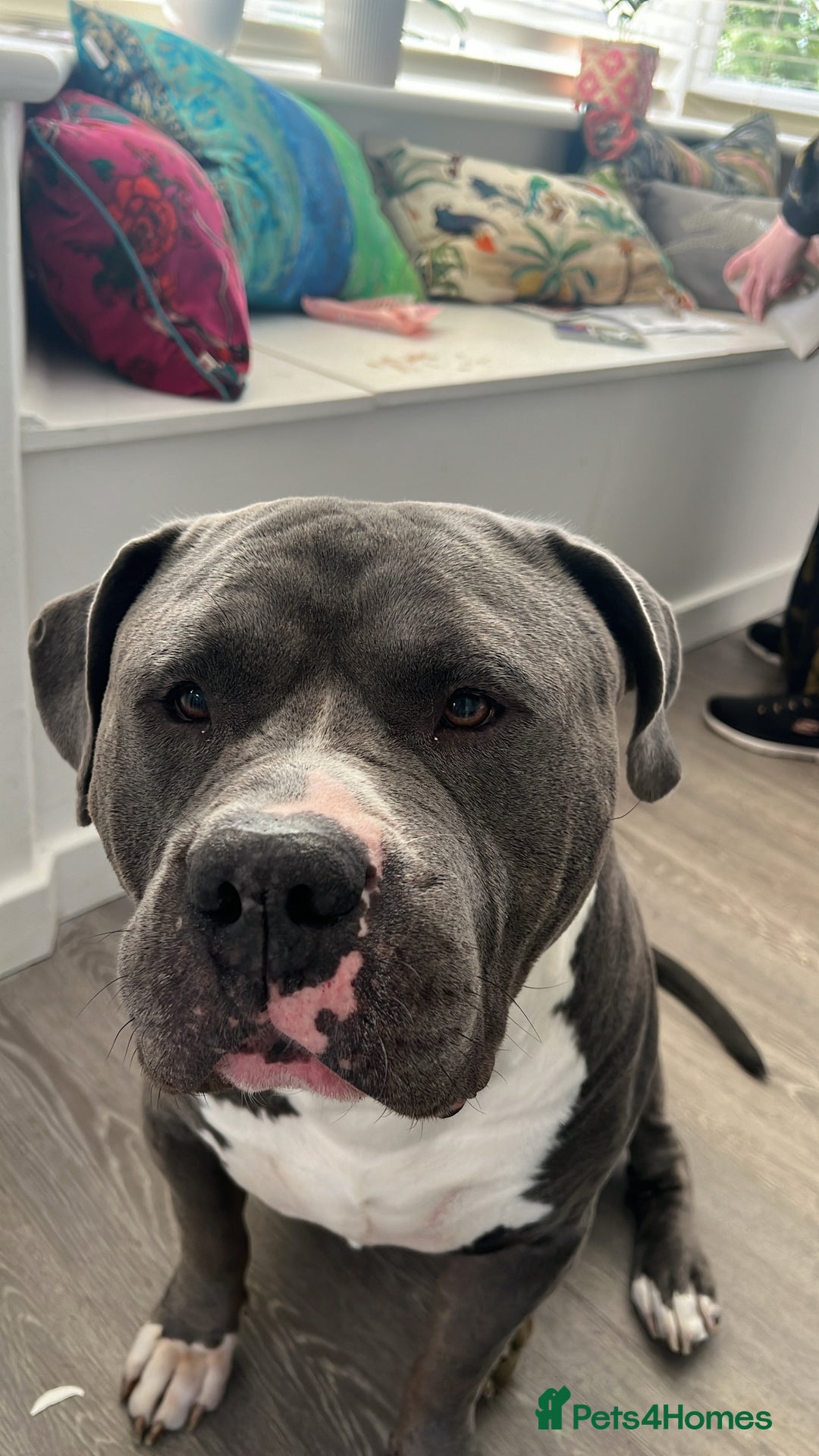American Bulldog dogs for sale: Loving American Bulldog for Sale  - Image 1