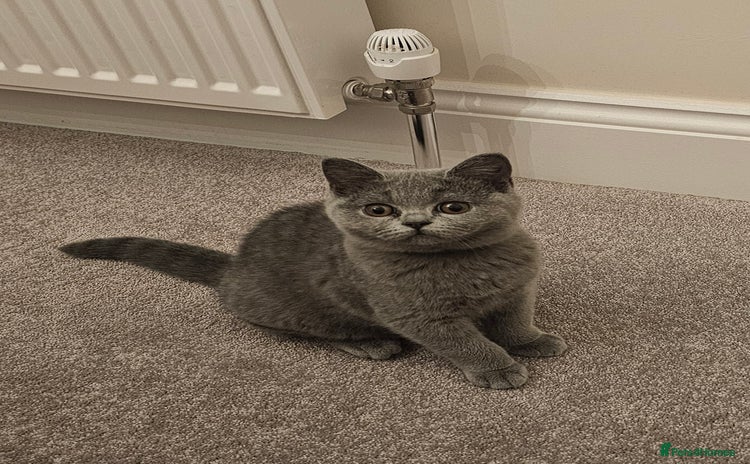 British Shorthair cats - Advert 2