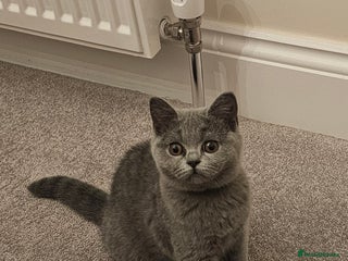 British Shorthair cats - Advert 4
