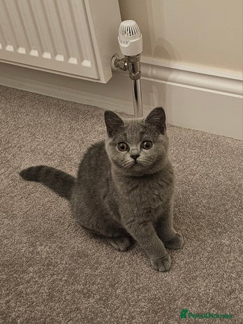 British Shorthair cats - Advert 3