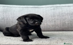 Labrador Retriever dogs for sale: Beautiful Pedigree Black Lab Puppies - Image 24