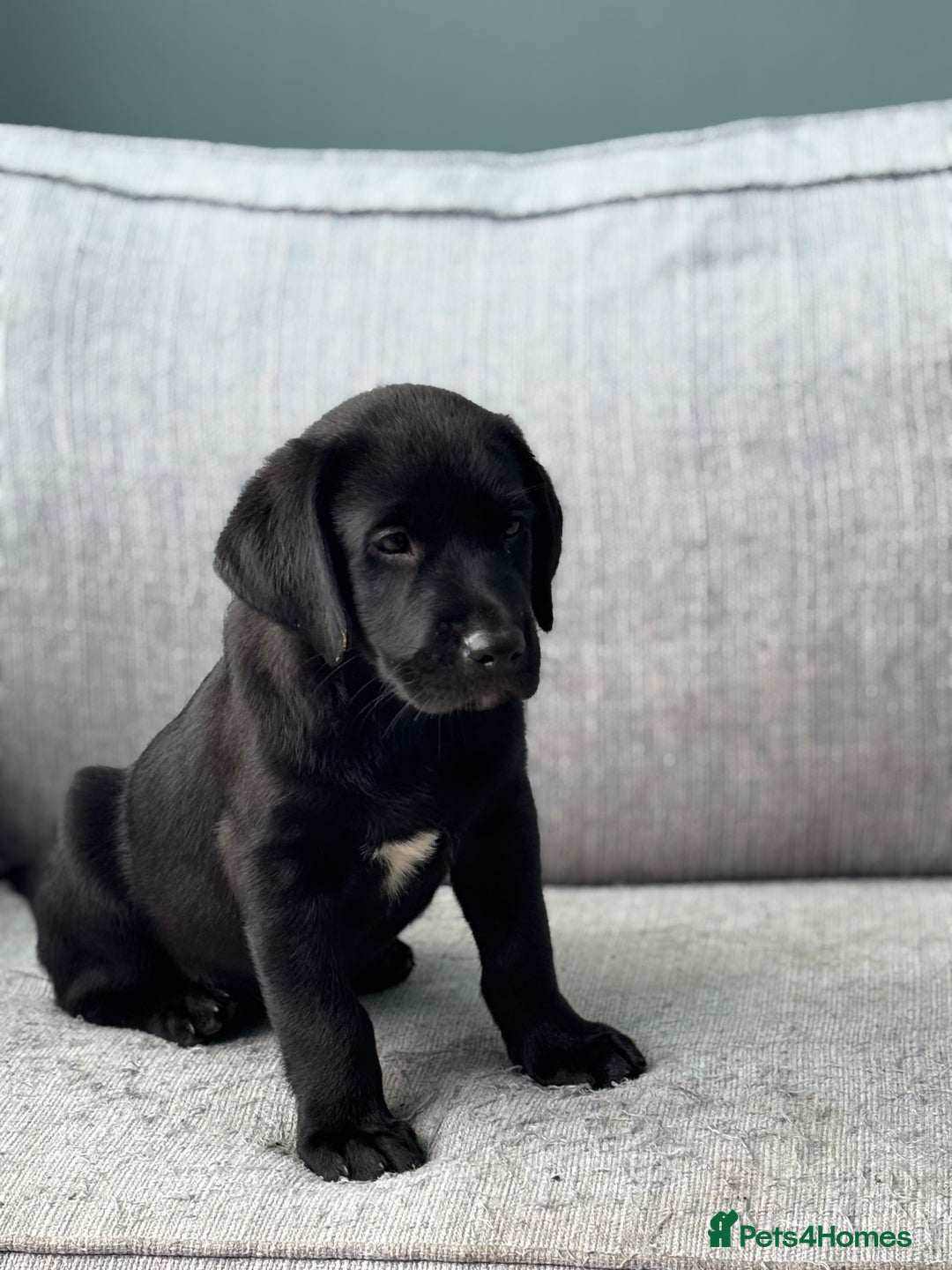 Labrador Retriever dogs for sale: Beautiful Pedigree Black Lab Puppies - Image 24