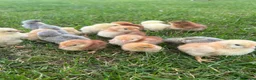 Chickens poultry for sale: 17x PURE BREED Day Old chicks for sale! - Advert 6