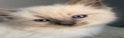 Ragdoll cats for sale: 🎖️GCCF🏆RAGDOLLS 11WKS **EXTENSIVE GENETIC TEST** - Advert 12
