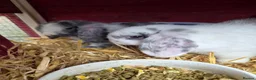 Mini Lop rabbits for sale: Boy bunnies in Wigan - Advert 3