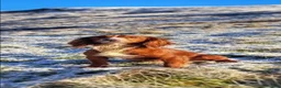Cocker Spaniel dogs for sale: 4 beautiful boys - Advert 8