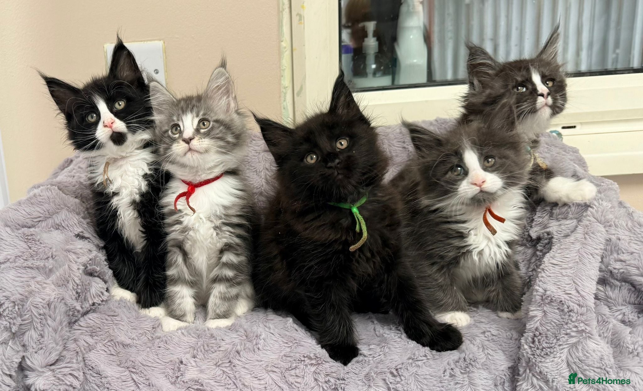 Maine Coon cats 6 Beautiful pedigree TICA reg Maine Coon kittens - Advert 7