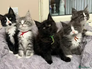 Maine Coon cats 6 Beautiful pedigree TICA reg Maine Coon kittens - Advert 6