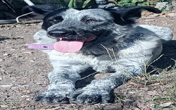 Mixed Breed dogs for adoption: 🎶 Good Golly, Miss Molly! 🎶 - Image 2