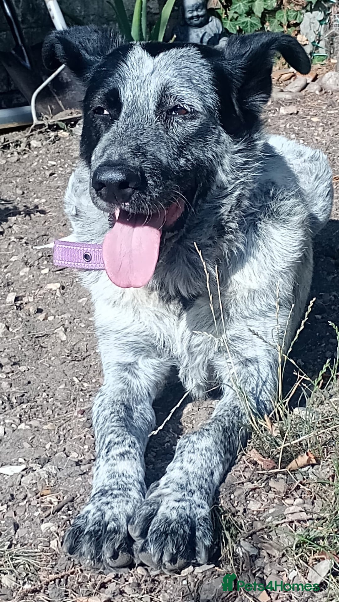 Mixed Breed dogs for adoption: 🎶 Good Golly, Miss Molly! 🎶 - Image 2