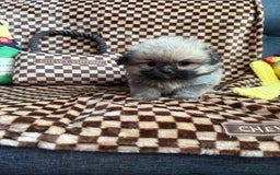 Mixed Breed dogs for sale: RARE  Shipom /pomshi Pomeranian and Shihtzu cross  - Image 22