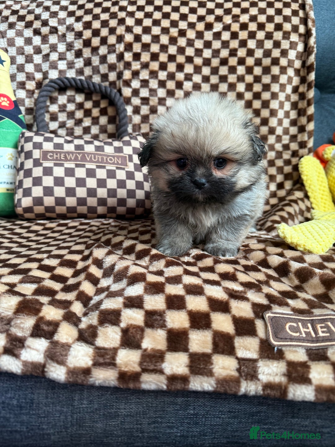 Mixed Breed dogs for sale: RARE  Shipom /pomshi Pomeranian and Shihtzu cross  - Image 22