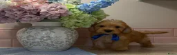 Cockapoo dogs for sale: Stunning toy F1 cockapoo    - Advert 28