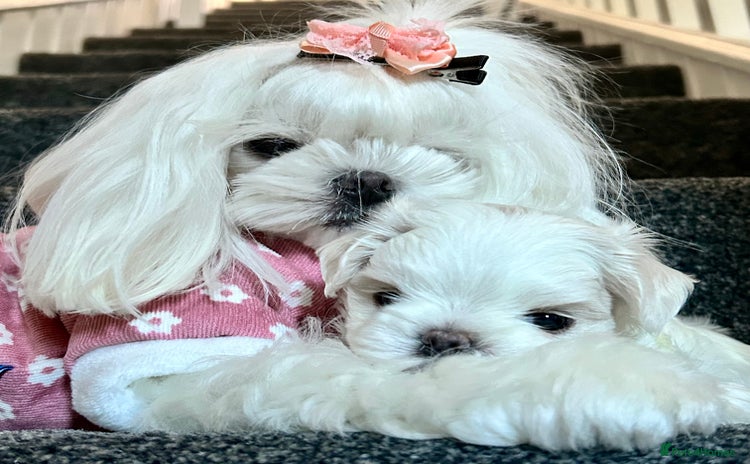 Maltese dogs 🩷Exclusive Tiny Full Korean Maltese Puppies🩵 - Advert 4