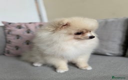 Pomeranian dogs for sale: 🐾🐶💙 Pomeranian puppy 💙🐶🐾 - Image 6