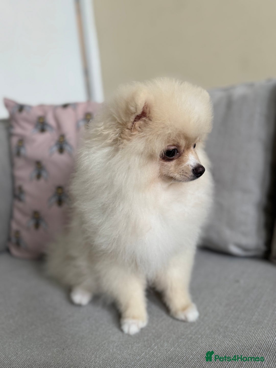 Pomeranian dogs for sale: 🐾🐶💙 Pomeranian puppy 💙🐶🐾 - Image 6