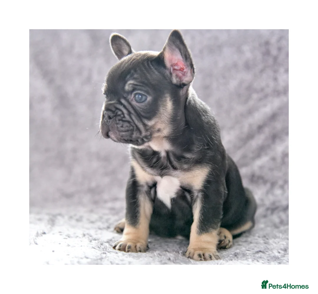 French Bulldog dogs for stud: Champagne Charlie new shade Isabella  in Hastings - Advert 19