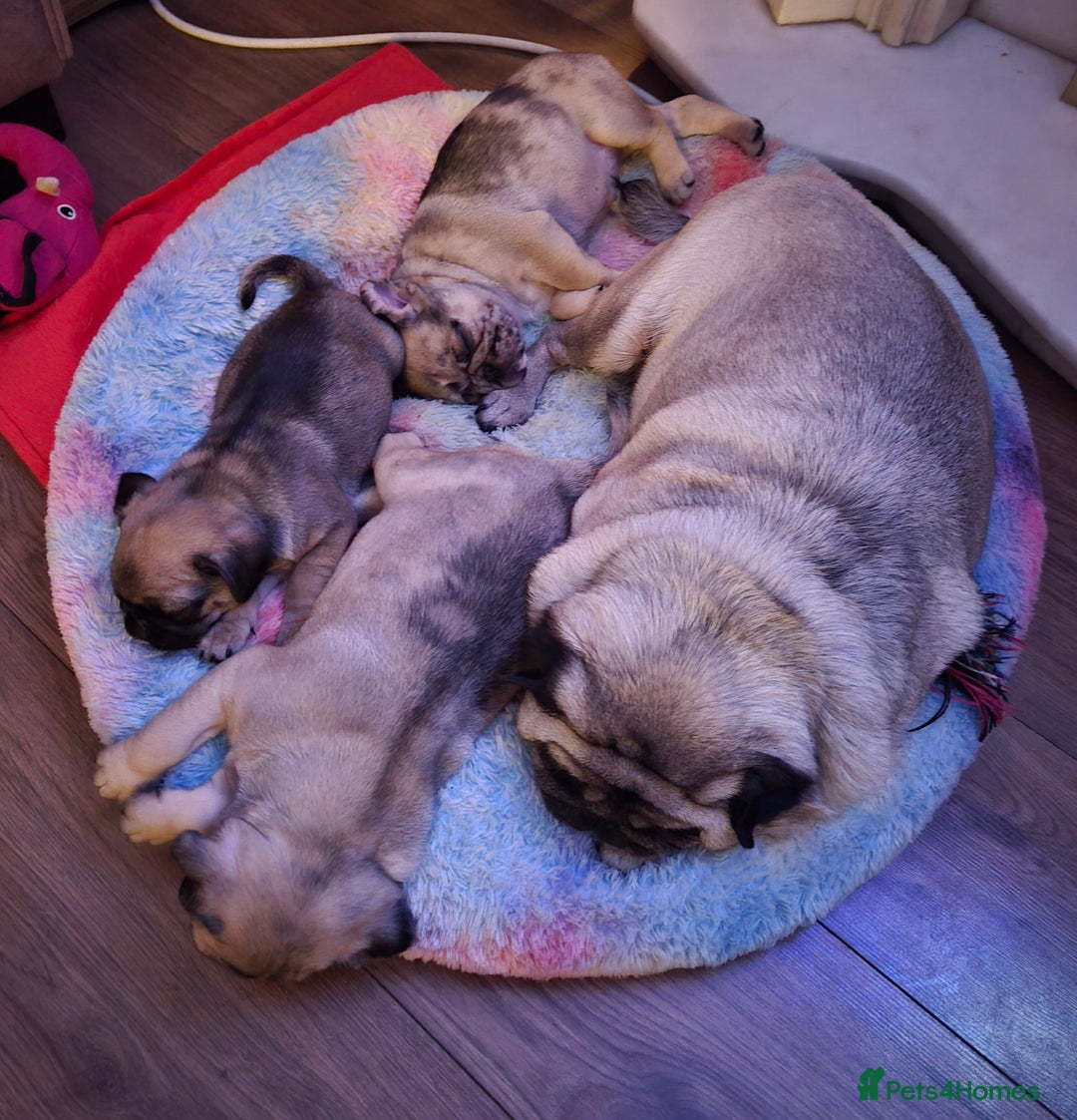 Pug dogs for sale: PUG PUPPIES! READY NOW - Advert 9