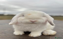 Mini Lop rabbits for sale: Gorgeous fully vaccinated mini lop buck  - Image 8