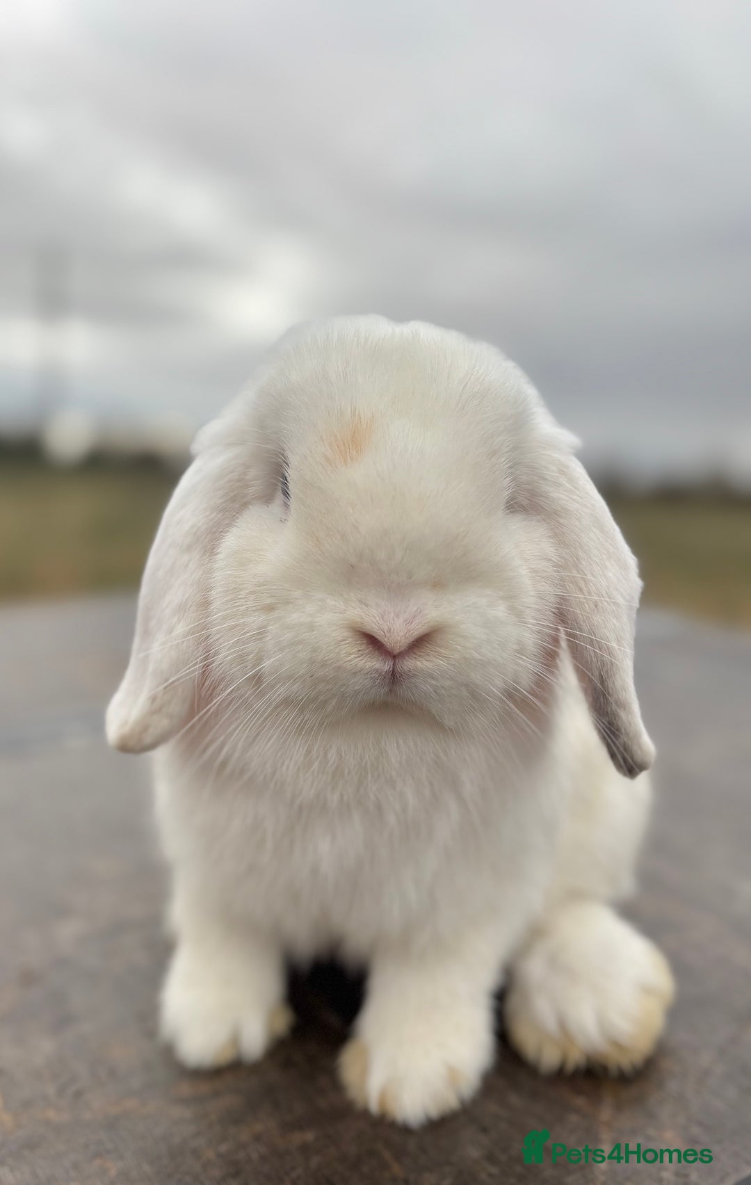 Mini Lop rabbits for sale: Gorgeous fully vaccinated mini lop buck  - Image 8